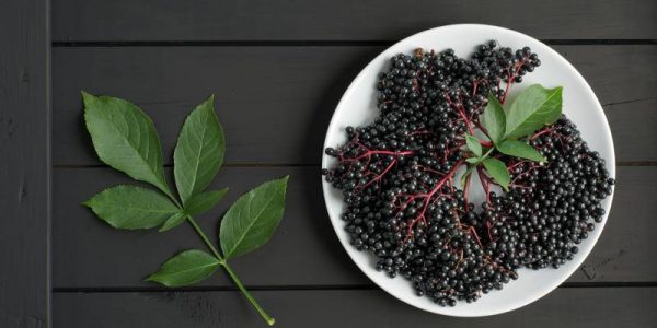 Propozycje: Właściwości i zastosowanie owoców i liści czarnego bzu Owoce i liście czarnego bzu - ich właściwości i zastosowanie Zastosowanie oraz właściwości owoców i liści czarnego bzu