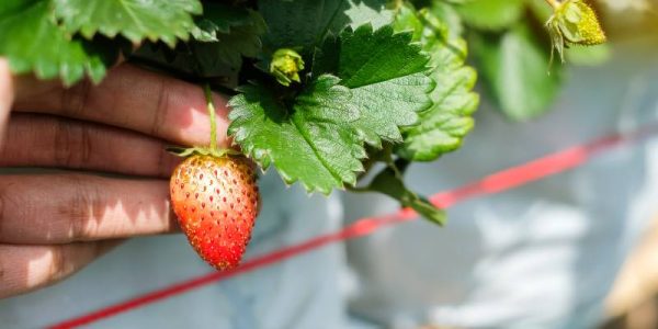 Uprawa i pielęgnacja drzewa truskawkowego - zastosowanie chrusci(n)a jagodna