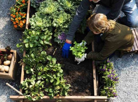 Planowanie warzywnika w ogrodzie: główne zasady i strategie Jak zaplanować obszar na warzywa w ogrodzie: kluczowe kroki do sukcesu