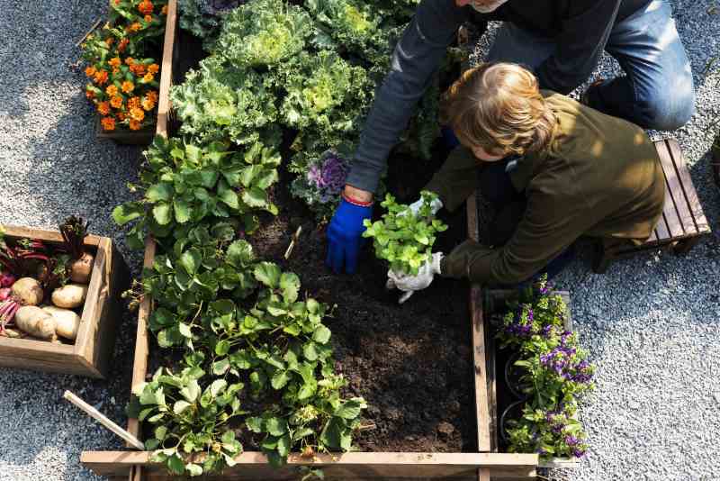 Planowanie warzywnika w ogrodzie: główne zasady i strategie Jak zaplanować obszar na warzywa w ogrodzie: kluczowe kroki do sukcesu
