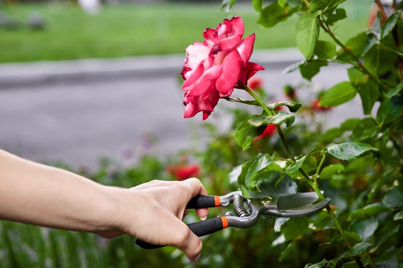 Jak i kiedy przesadzać róże w ogrodzie, aby to zrobić prawidłowo?