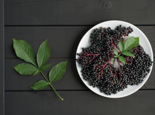 Propozycje: Właściwości i zastosowanie owoców i liści czarnego bzu Owoce i liście czarnego bzu - ich właściwości i zastosowanie Zastosowanie oraz właściwości owoców i liści czarnego bzu