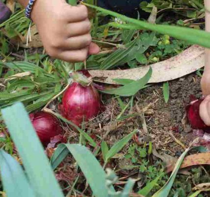 Jak uprawiać cebulę czerwoną w ogrodzie: porady dotyczące uprawy.