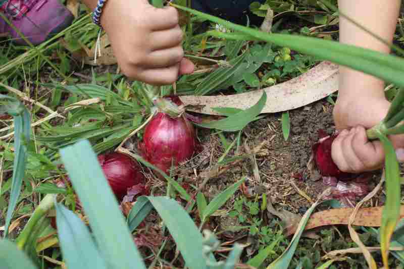 Jak uprawiać cebulę czerwoną w ogrodzie: porady dotyczące uprawy.