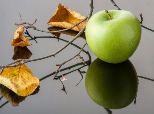 Atakujące jabłonie szkodniki i skuteczne metody zwalczania