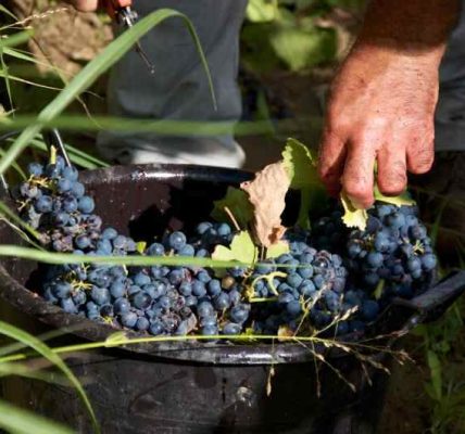Wybór odmian winogron do uprawy na działce - jakie wyselekcjonować?
