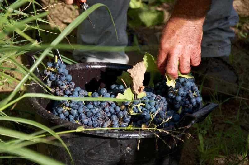 Wybór odmian winogron do uprawy na działce - jakie wyselekcjonować?
