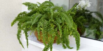 Ozdobne liście roślin balkonowych - idealne do kompozycji w pojemnikach